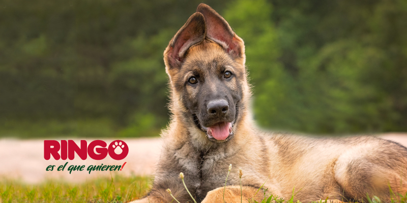 Significado del movimiento de las orejas del perro